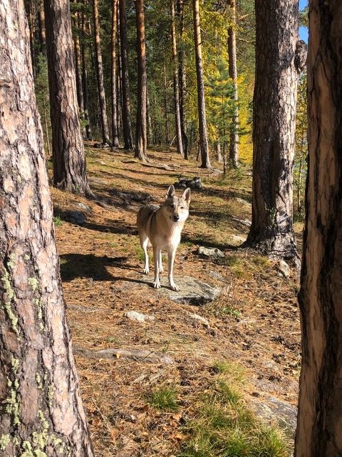 Era, une chienne-loup tchécoslovaque, debout dans une forêt de pins sous le soleil d'automne